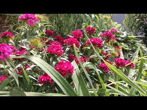 Видео: Гвоздика в моем саду. Разные виды гвоздики.
