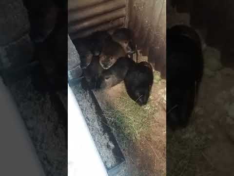 Видео: Сколько нутрии носят, зависимо от ?