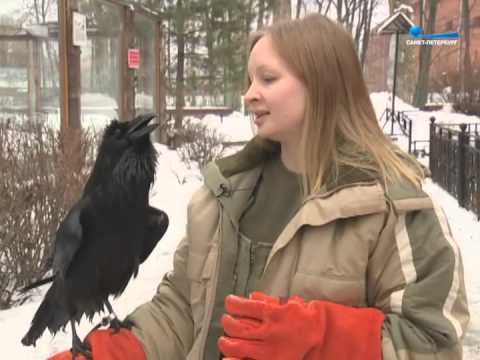 Видео: Хорошее утро: ворон