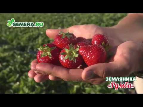 Видео: 🍓🍓🍓 Обзор Земляники сорта "Румба"