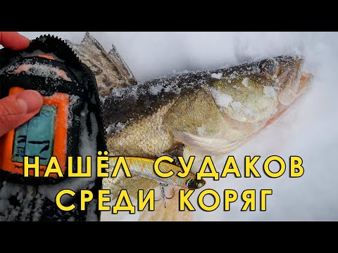 Видео: Опустил приманку в коряги и сразу удар! Зимняя рыбалка на судака.