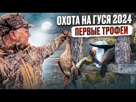 Видео: ОХОТА НА ГУСЯ 2024 // ВЕСЬ ГУСЬ ТОРМОЗНУЛ У НАС // ПОДНЯЛИ ТЫСЯЧИ ГУСЕЙ // ЧАСТЬ 1