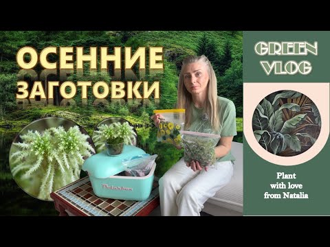Видео: Осенние заготовки/мох сфагнум