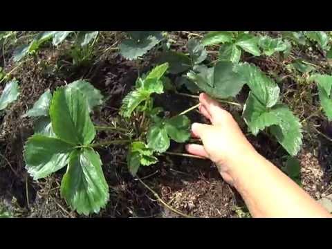 Видео: УХОД ЗА КЛУБНИКОЙ ПОСЛЕ СБОРА УРОЖАЯ!!!