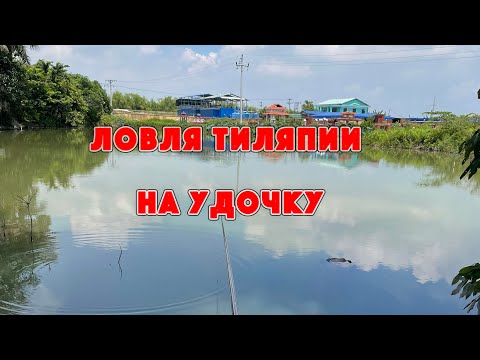 Видео: Тиляпия на удочку