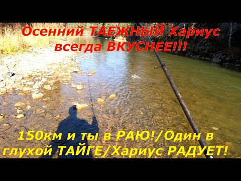 Видео: Осеняя ТАЕЖНАЯ Рыбалка на ХАРИУСА/Давно я СТОЛЬКО не ЛОВИЛ!Нашел заброшенный ТРЕЛЕВОЧНИК тдт-55