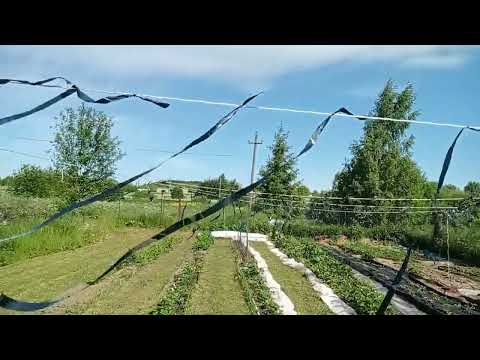 Видео: Защита клубники от птиц. Часть 2.