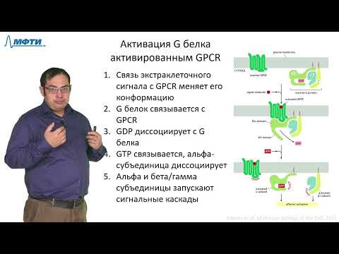Видео: Лекция 9.1. Клеточный сигналинг. Трофимов В.В., МФТИ (2021)