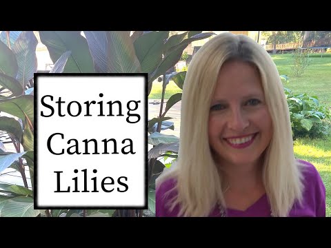 Видео: Подготовка к зиме канна-лилий — легко, шаг за шагом