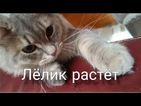Видео: Точный возраст кота. Солнечные лампы. Посылка из Temu