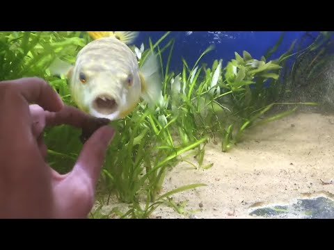 Видео: Злобная подводная мясорубка - РЫБА ТЕТРАДОН В ДЕЛЕ!