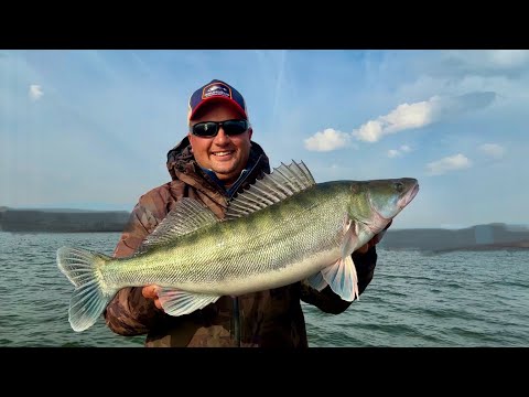 Видео: Ловлю судаков с большой глубины на паноптикс