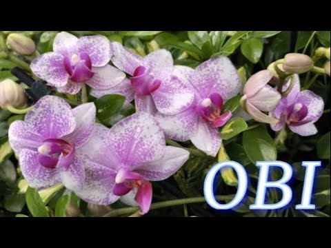 Видео: №1114/ СВЕЖИЕ шикарные ОРХИДЕИ в OBI