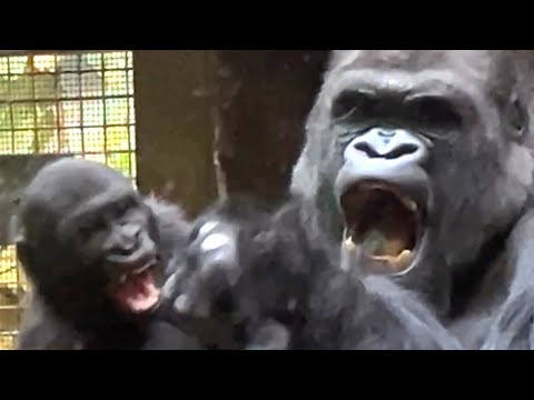 Видео: Борьба горилл - Моколо против Кайембе #clemetzoo