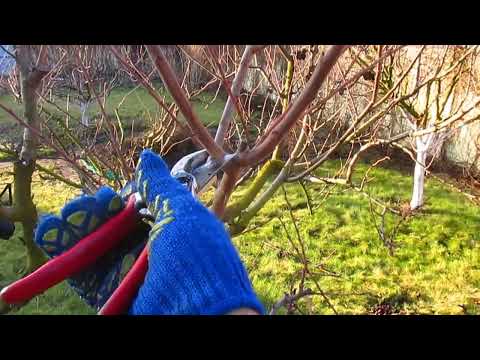 Видео: КАК ОБРЕЗАТЬ СЛИВУ ВЕСНОЙ.  Удержание высоты и урожая.