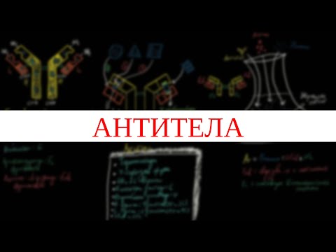 Видео: Антитела