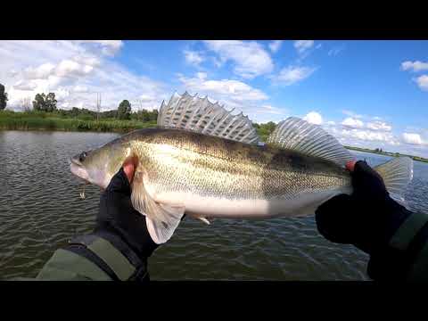 Видео: Ловлю КЛЫКАСТОГО с берега и лодки/Сменил БРИЧКУ/Зачетный СУДАК