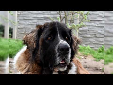 Видео: Московская сторожевая собака. Плюсы и минусы, Цена, Как выбрать, Факты, Уход, История