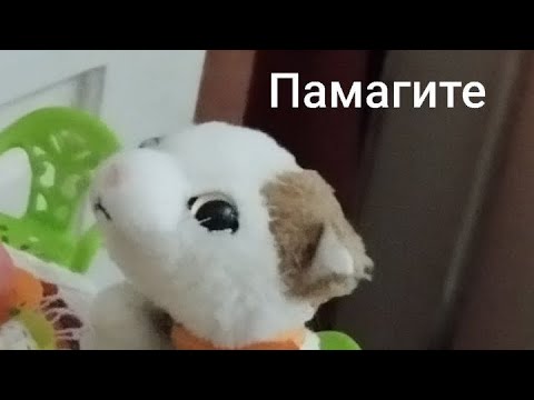 Видео: 📚1 сентября - ожидание V/S реальность📝 the cat collection🌾