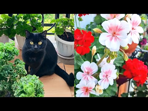 Видео: Летний обзор цветения пеларгоний