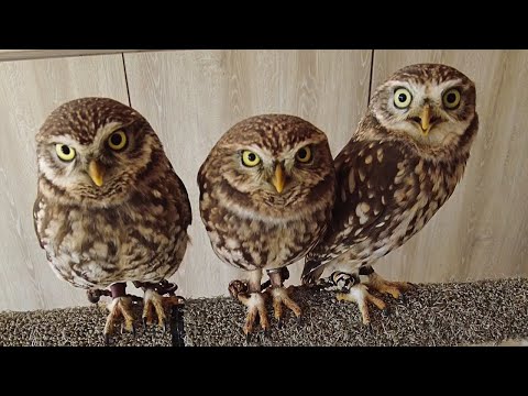 Видео: Очаровательное кафе с совами в Японии, Нагоя 🦉 Mofuricot Aichi