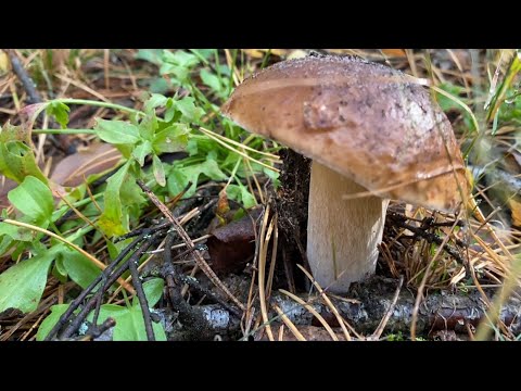 Видео: Как такое могло вырасти,это чудо! Остановка сделала наш день! Я в шоке,не ожидал это сейчас найти!
