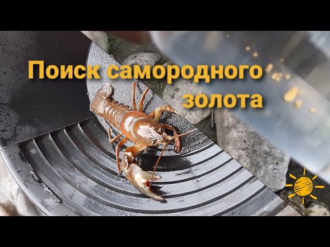 Видео: "Золотая лихорадка" Гребем золото лопаткой!-) 4 Поиск самородного золота в Испании