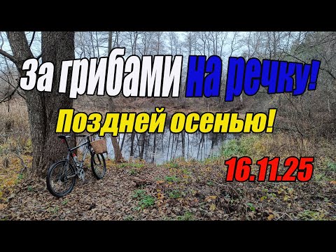 Видео: За грибами на речку! Поздней осенью! 16.11.25
