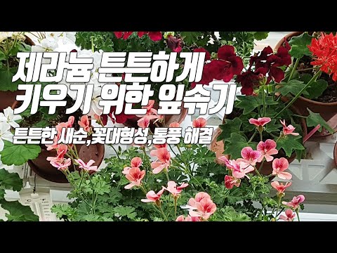 Видео: Очистка листьев герания/здоровый порядок, метод управления цветом и предотвращение морщин герания