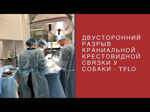 Видео: Двусторонний разрыв краниальной крестовидной связки у собак - TPLO