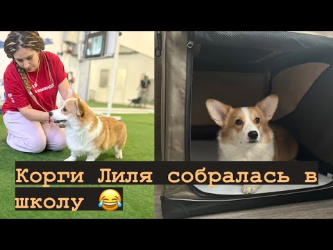 Видео: VLOG: ПОДГОТОВКА К ВЫСТАВКЕ СОБАК| Наш новый ДОМ-ТЕНТ ДЛЯ ВЫСТАВОК И ЩЕНКОВ😍ЕДЕМ ЗАНИМАТЬСЯ В ЗАЛ