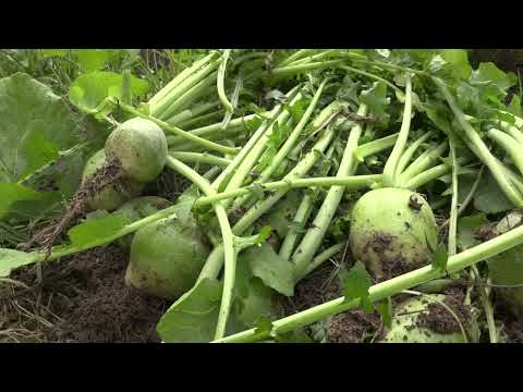 Видео: Чамъоварии хосили кишти такрории замин