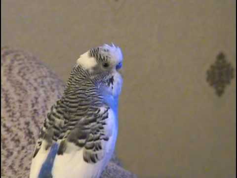 Видео: говорящий попугай 2