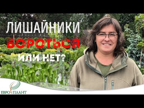 Видео: Лишайники на деревьях. Быть или не быть?