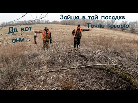 Видео: ОХОТА НА ЗАЙЦА! ВЫСКОЧИЛ ИЗ ПОД НОГ!
