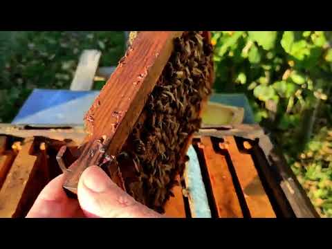 Видео: Формування мікросімейок (нуклеусних сімейок) в зиму. Останні плідні матки