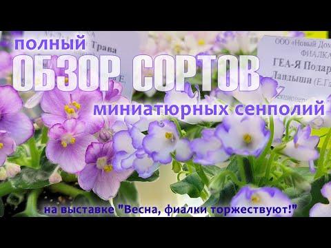 Видео: Обзор миниатюрных сортов сенполий на выставке "Весна, фиалки торжествуют! 2025" с комментариями