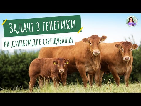 Видео: Розв'язування типових генетичних задач (дигібридне схрещування)