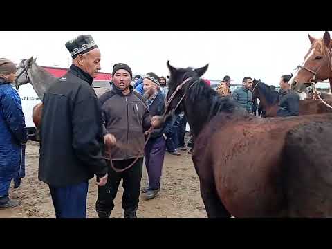 Видео: 😱😱😱Асп бозори Ленски Раен 20-ноябр навори тоза.👍👍👍