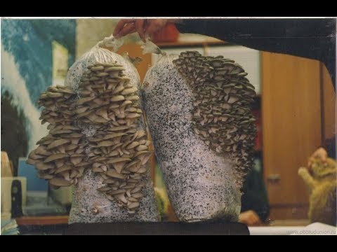 Видео: Выращиваем вешенки дома. 3 способа