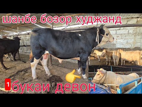 Видео: МОЛБОЗОРИ ХУЧАНД ХУДЖАНД октября 2025 Г.ШАНБЕ БОЗОР ТОЖИКИСТОН molbozor bozor 