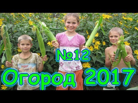 Видео: Огород 2017г. - обзор посадок, малинник, мороз, сбор урожая. (08.17г.) Семья Бровченко.