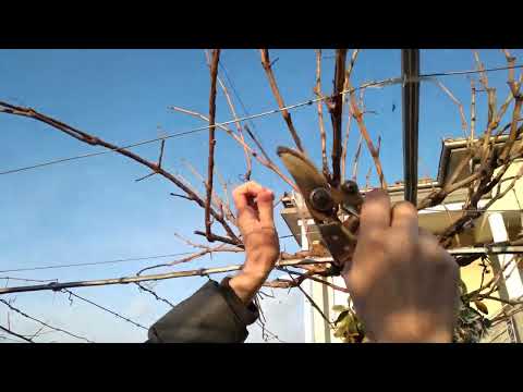 Видео: Обрезка лозы - формирование ПЕРГОЛА ТЕНДОН