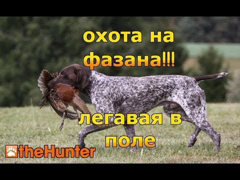 Видео: Охота на фазана с легавыми собаками - theHunter