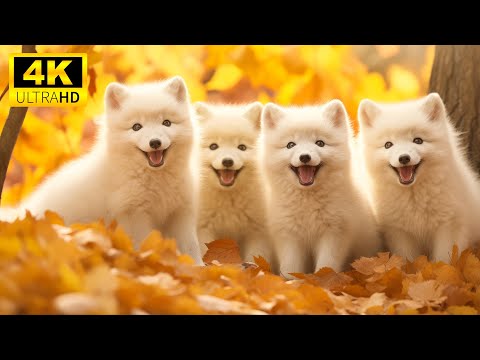 Видео: Baby Animals 4K (60FPS) — красивые осенние детеныши животных под расслабляющую музыку