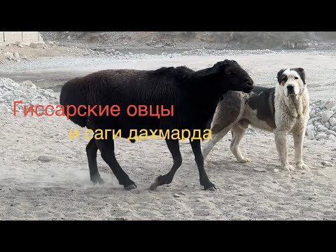 Видео: Гиссарские овцы и саги дахмарда из отар Ходжи Хола и Абдурахмона во время перегона. 
