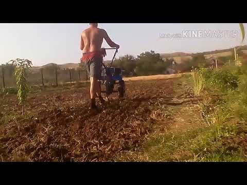 Видео: Посев горчицы после картофеля.И что из этого вышло!