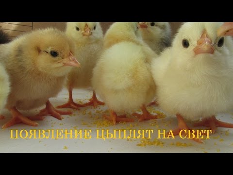 Видео: Удивительное появление цыплят ( Вы такого инкубатора еще не видели )