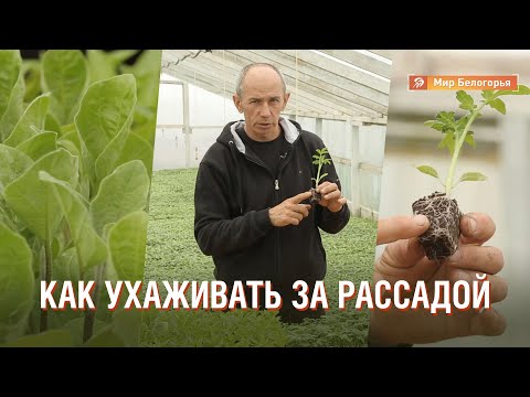 Видео: Как ухаживать за рассадой: советы фермера