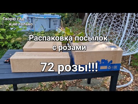 Видео: Творю сад. 14.09.2024. Распаковка посылок с розами.